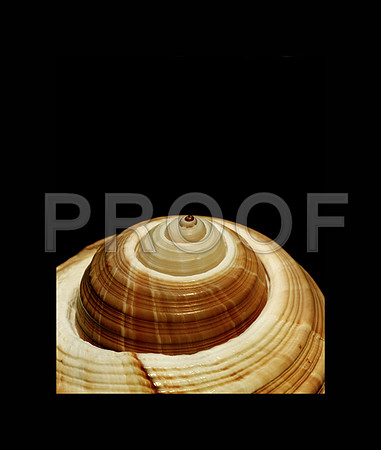 42465_Shells_C_V_30_20