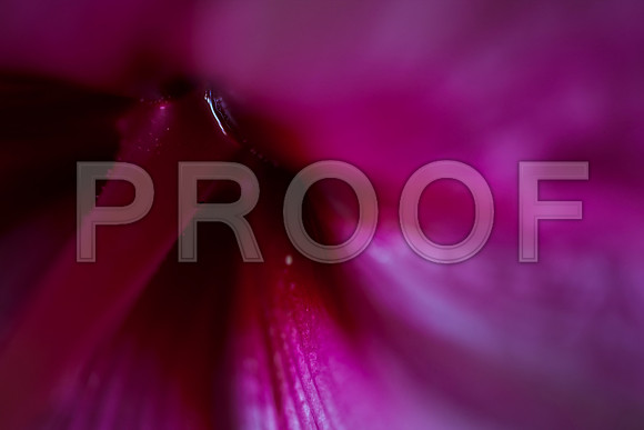 3025_DG_Flowers_Plants_60mm_Miami_FL_20090523-5L8Y9128
