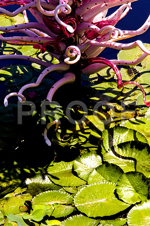 84775_DSC_0072_Fairchild_Garden_Miami_FL_USA