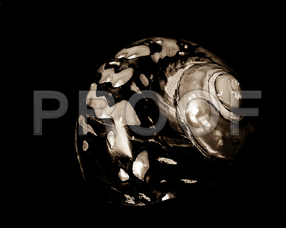 Shells_Flowers_488 2