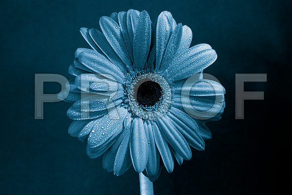 163269049_blue gerbera