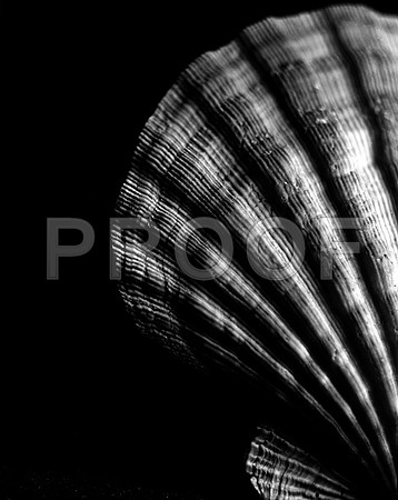 42453_A_Lion_Paw_Shells_