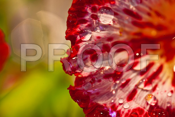 3023_DG_FLOWERS_60nn_MACRO_LENSE_MIAMI_FL_20090524_5L8Y9368