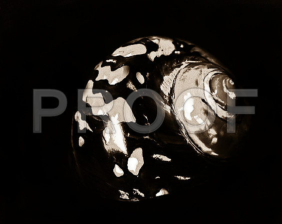 Shells_Flowers_490 2