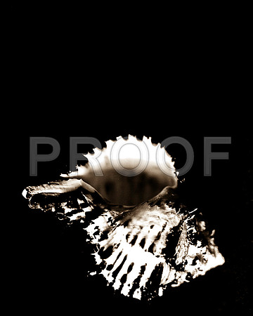 Shells_Flowers_512 2