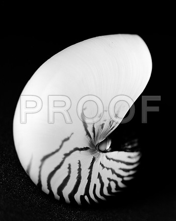 42436_FM_4X5_BW_NATNAUT_SHELLS_FL_04_06
