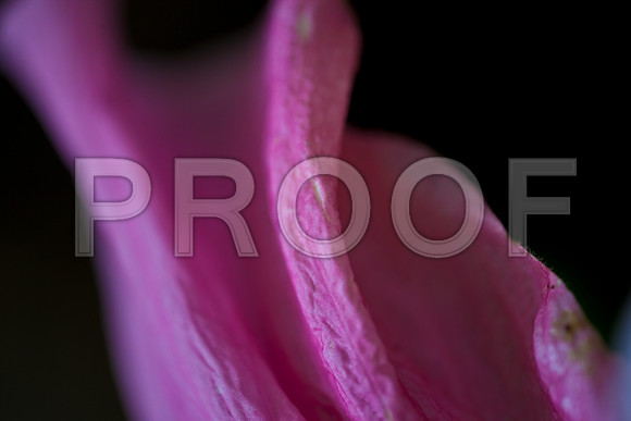 3025_DG_Flowers_Plants_60mm_Miami_FL_20090523-5L8Y9126