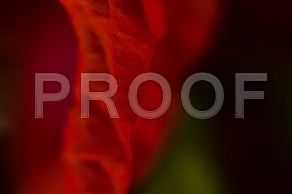 3023_DG_FLOWERS_60nn_MACRO_LENSE_MIAMI_FL_20090524_5L8Y9201