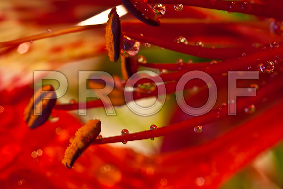 3023_DG_FLOWERS_60nn_MACRO_LENSE_MIAMI_FL_20090524_5L8Y9398
