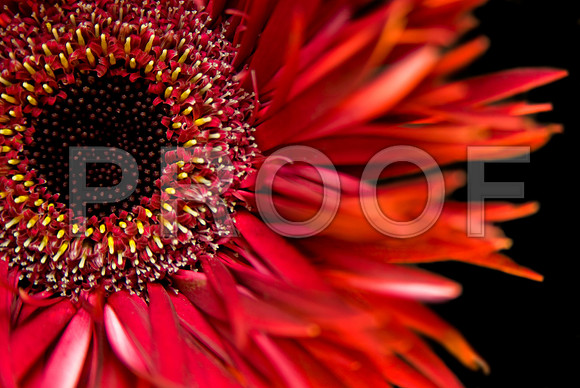 163249922_red gerbera