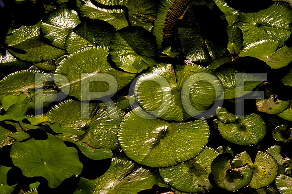 84775_DSC_0073_Fairchild_Garden_Miami_FL_USA