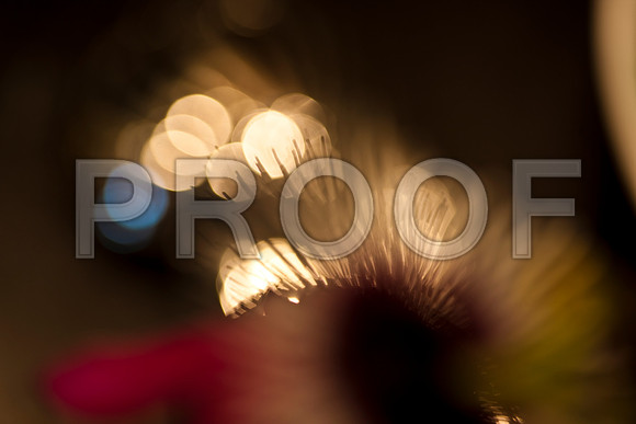 3029_macro_photography_5L8Y9567