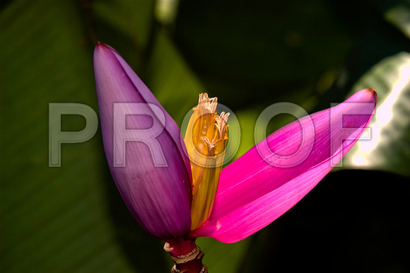 84775_DSC_0108_Fairchild_Garden_Miami_FL_USA