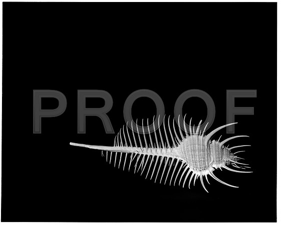 42427_FM_4X5_BW_MERUX_VENUS_COMB_FL_04_02