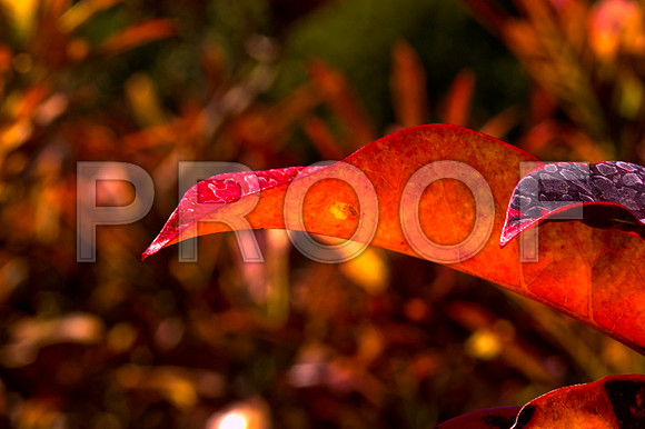 84775_DSC_0114_Fairchild_Garden_Miami_FL_USA