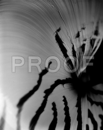 42436_FM_4X5_BW_NATNAUT_SHELLS_FL_04_04