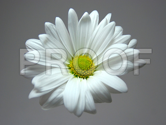 158005603_daisy without stem-1