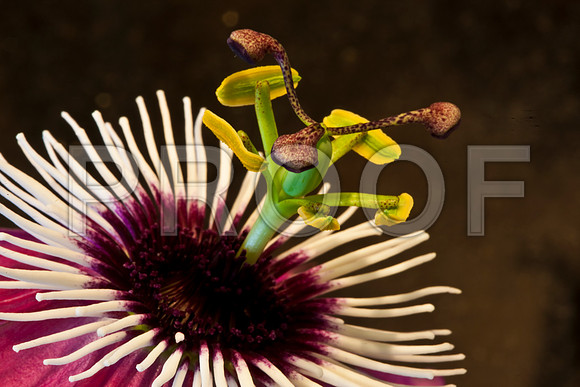3029_macro_photography_5L8Y9546