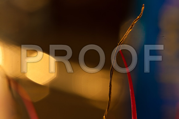 3029_macro_photography_5L8Y9638