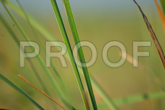 155072530_sawgrass