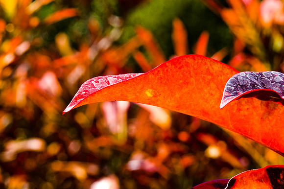 Fairchild_Garden_114_05