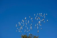 13012008~ZV4N4034