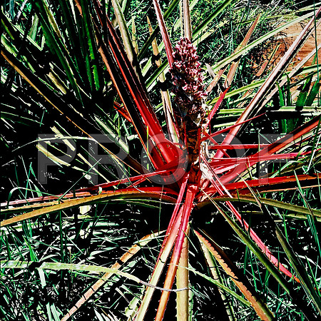 2581_FM_COLOR_SQ-FOZ_DE_IGUAZO_TO_CURITIBA_BRAZIL_2004_1