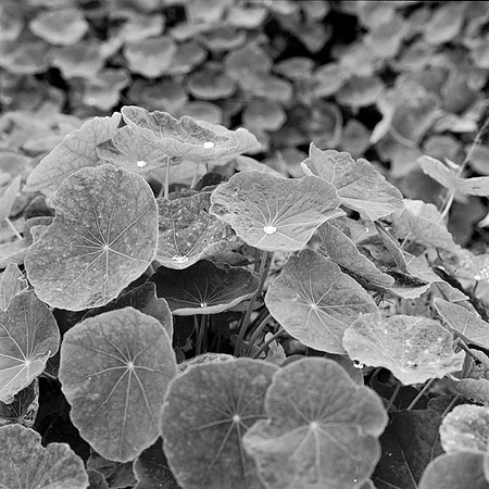 botegabayleaves1bw
