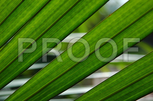 155072556_three leaves