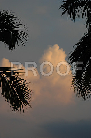 155089374_palms & sunset-1