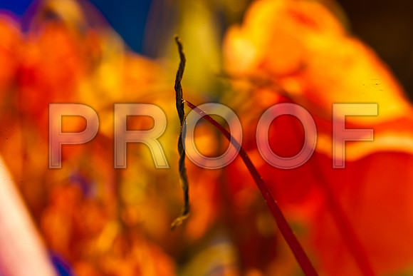 3029_macro_photography_5L8Y9656