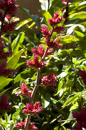 Fairchild_Garden_003_05-2