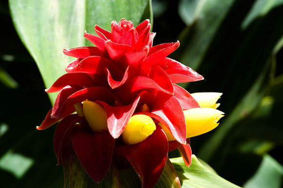 Fairchild_Garden_035_05
