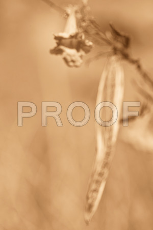 0031_La_Arizona_5L8Y5576-2
