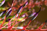84698_DSC_0077_Color_Photo_Chihuly_Fairchild_Garden_Miami_FL_USA