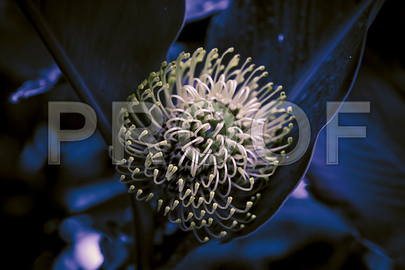 42600_Flowers_Palm_Beach_FL_ZV4N5321