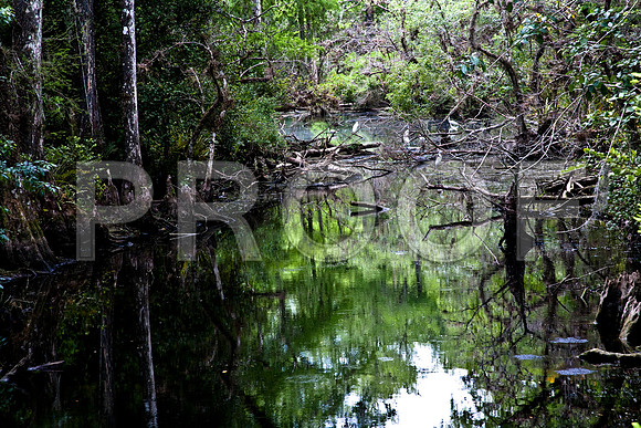 2527_EVERGLADES_MIAMI_FLORIDA_AOM_20090315__A0M1393