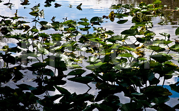 2527_EVERGLADES_MIAMI_FLORIDA_AOM_20090315__A0M1215