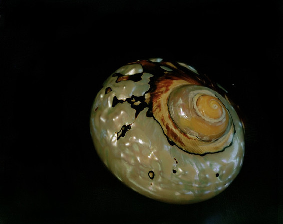 Shells_Flowers_489