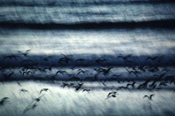 birds