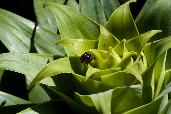Fairchild_Garden_034_05