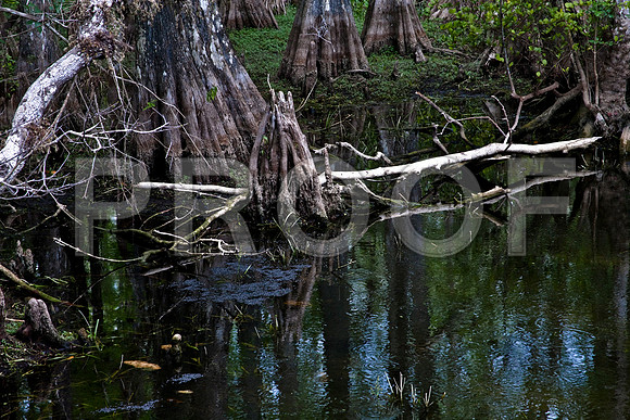 2527_EVERGLADES_MIAMI_FLORIDA_AOM_20090315__A0M1385