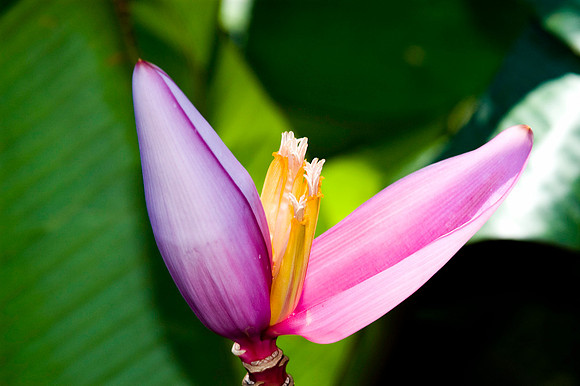 Fairchild_Garden_108_05