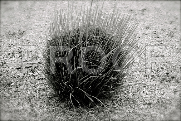 159895447_bush