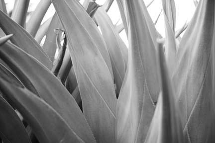 Harbor_Island_Eleuthera_Bahamas_ZV4N2280