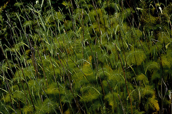 20012008~Botega_Bay_CA_20070716_ZV4N3581