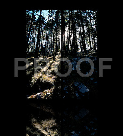 DIPTYCH_FOREST_026