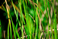 84672_ZV4N_1177_Color_Photo_Tamiami_Trail_Evergaldes_FL_USA_2008