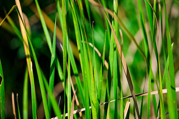 84672_ZV4N_1177_Color_Photo_Tamiami_Trail_Evergaldes_FL_USA_2008