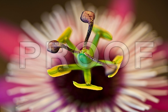 3029_macro_photography_5L8Y9490